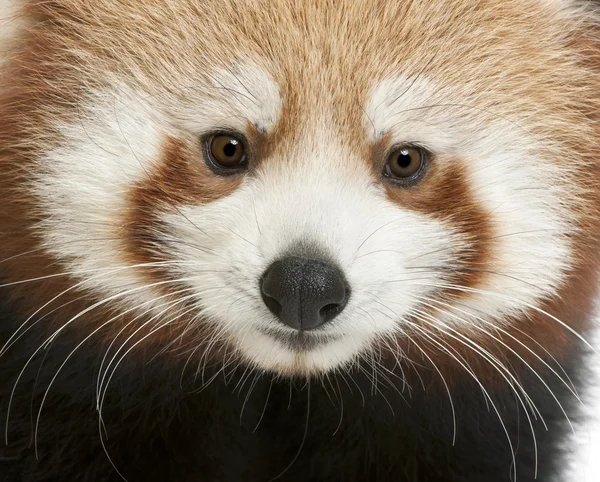 Detail mladých panda červená nebo zářící kočka, ailurus fulgens, 7 měsíců — Stock fotografie