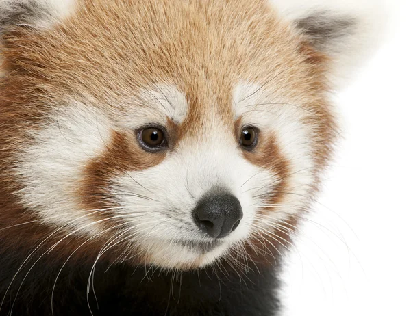 Primer plano de Joven Panda Rojo o Gato Brillante, Ailurus fulgens, 7 meses de edad, delante de fondo blanco — Foto de Stock