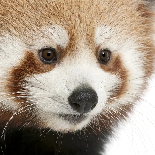 Närbild av unga röd panda eller lysande katt, ailurus fulgens, 7 månader gammal, framför vit bakgrund — Stockfoto