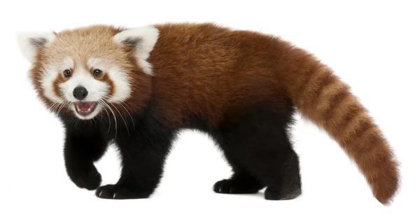 若い赤パンダや輝く猫、レッサー、7 か月古い、白い背景の前に — ストック写真
