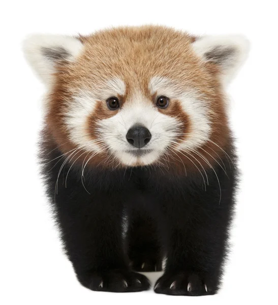 Jovem panda vermelha ou gato brilhante, Ailurus fulgens, 7 meses, em frente ao fundo branco — Fotografia de Stock
