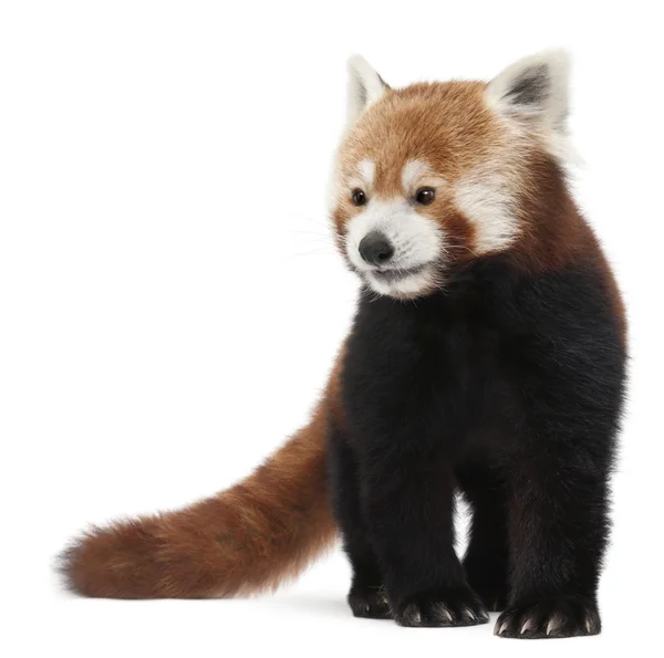 Old Red panda ou Gato Brilhante, Ailurus fulgens, 10 anos, em frente ao fundo branco — Fotografia de Stock