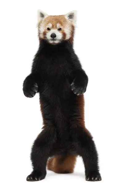 Old Red panda ou Gato Brilhante, Ailurus fulgens, 10 anos, de pé em frente ao fundo branco — Fotografia de Stock