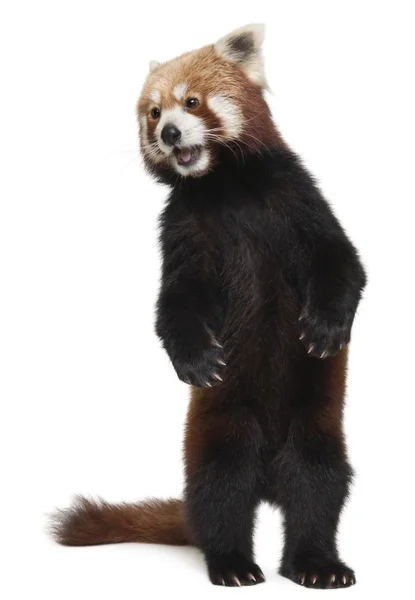 Old Red panda or Shining cat, Ailurus fulgens, 10 years old, standing in front of white background — Stock Photo, Image