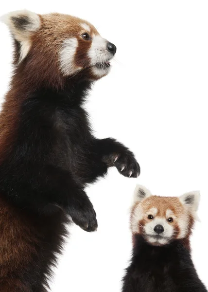 Pandas rojos viejos o gatos brillantes, Ailurus fulgens, 10 años, delante de fondo blanco — Foto de Stock