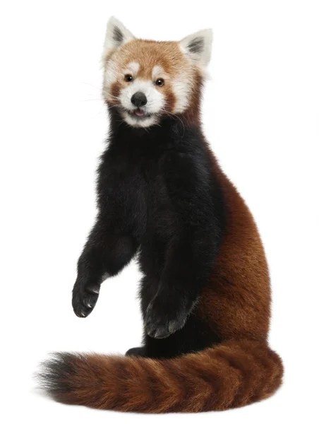 Parlayan kedi, ailurus fulgens, 10 yaşında beyaz arka plan, ya da eski kırmızı panda — Stok fotoğraf