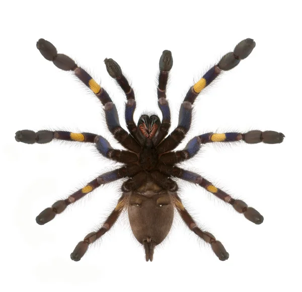 Pavouk tarantule, poecilotheria metallica — Stock fotografie
