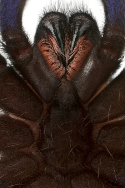 stock image Tarantula spider, Poecilotheria Metallica