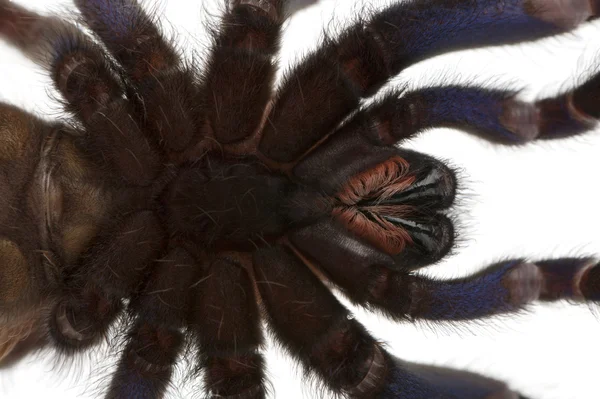 Tarantula павуків, Poecilotheria Metallica — стокове фото