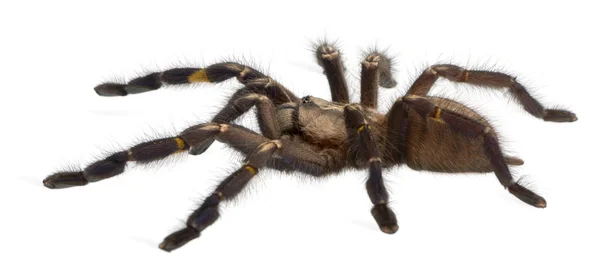 Tarantula örümceği, poecilotheria metallica — Stok fotoğraf
