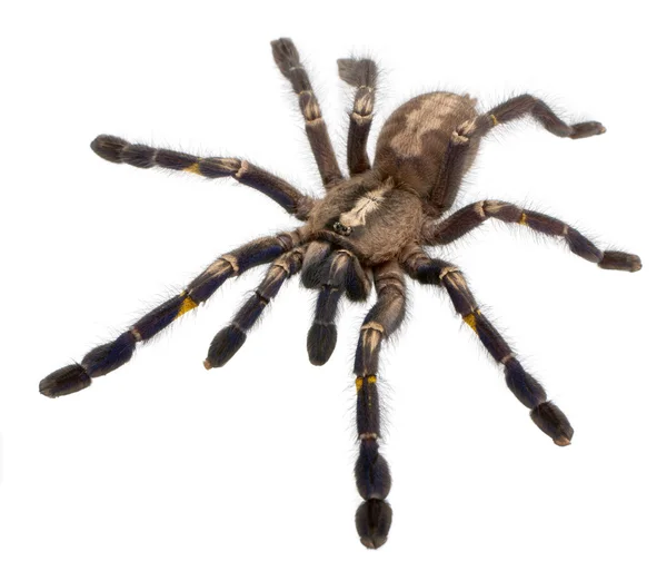 Αράχνη ταραντούλα, poecilotheria metallica — Φωτογραφία Αρχείου