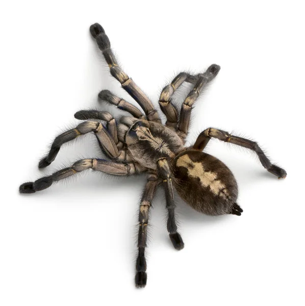 Tarantula spider, Poecilotheria Metallica — Stock Photo, Image