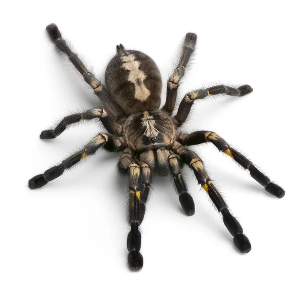 Tarantula spin, poecilotheria metallica — Stockfoto