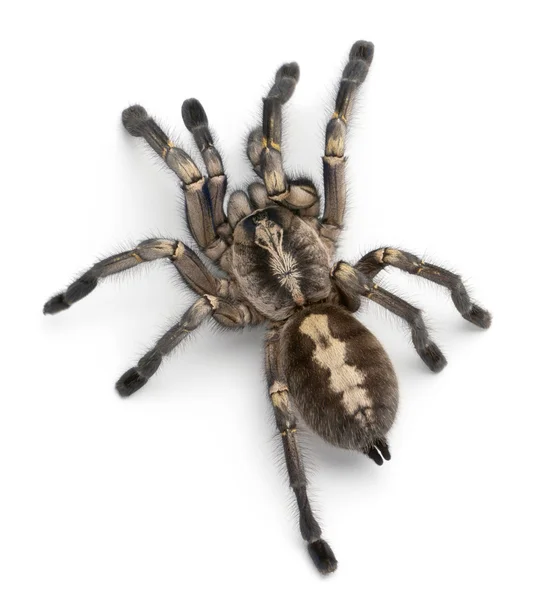 狼蛛蜘蛛，poecilotheria metallica — 图库照片