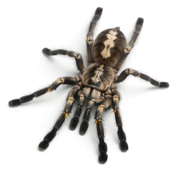 Tarantula spin, poecilotheria metallica — Stockfoto
