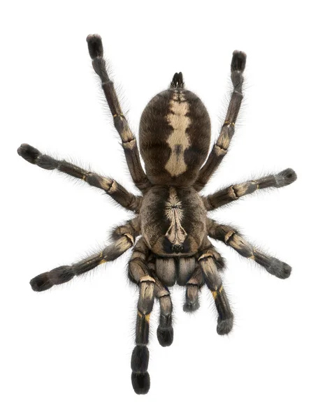 Tarantula örümceği, poecilotheria metallica — Stok fotoğraf