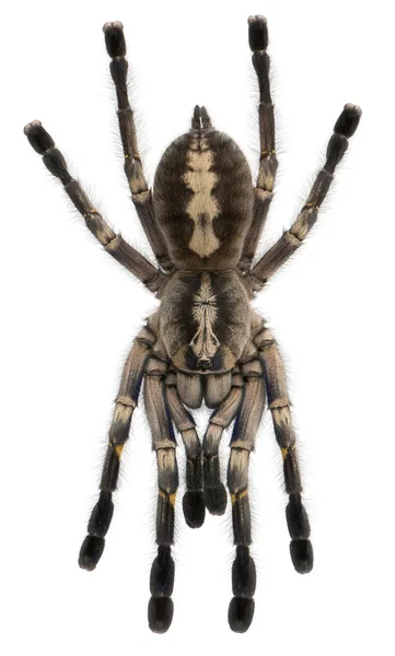 タランチュラのクモ、poecilotheria メタリカ — ストック写真