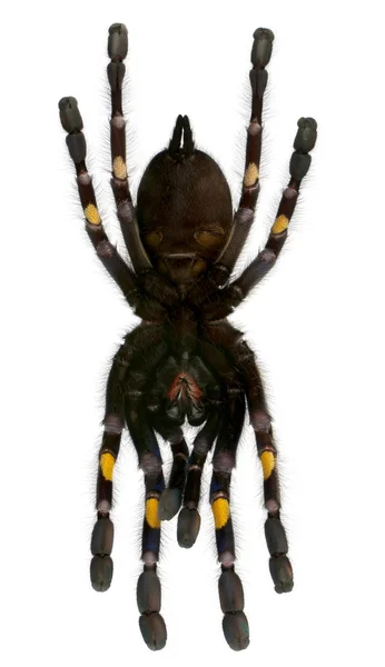 독 거미 거미, Poecilotheria 메탈 리카 — 스톡 사진