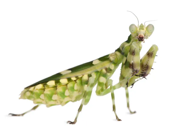 Kvinnliga Bandad blomman mantis eller asiatiska boxaren mantis — Stockfoto