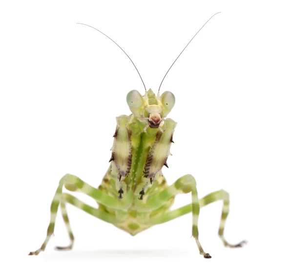 Mujer bandada flor mantis o asiático boxeador mantis —  Fotos de Stock