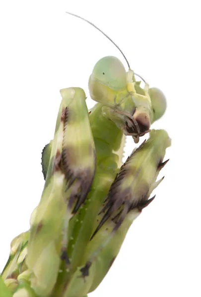 女性の縞模様の花カマキリやアジアのボクサーのカマキリ — ストック写真