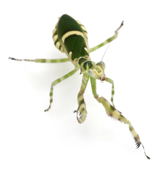 Female Banded Flower Mantis or Asian Boxer Mantis — Stock Photo, Image