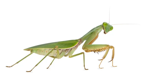 女性带状的花螳螂或亚洲拳击手螳螂，theopropus 线虫，在白色背景前 — 图库照片