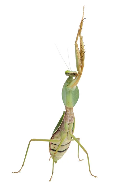 Mujer Banded Flower Mantis o Asian Boxer Mantis, Theopropus elegans, delante de fondo blanco — Foto de Stock