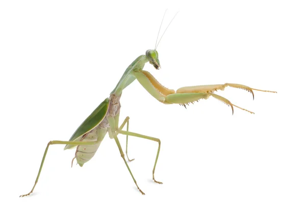 Female Banded Flower Mantis or Asian Boxer Mantis, Theopropus elegans, in front of white background — Stock Photo, Image