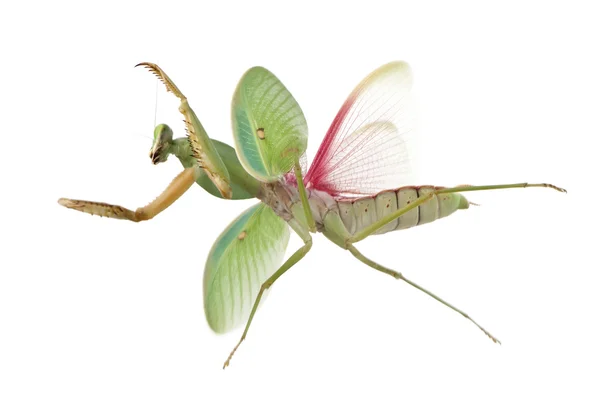 女性只螳螂，rhombodera 带，在白色背景前 — 图库照片