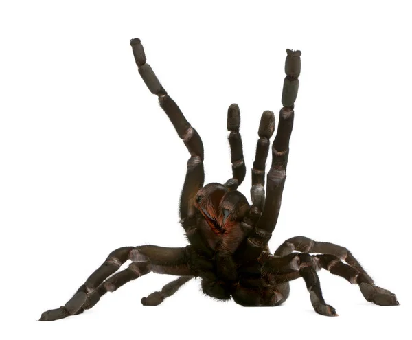 Haplopelma minax、白い背景の前で攻撃するタランチュラのクモ — ストック写真
