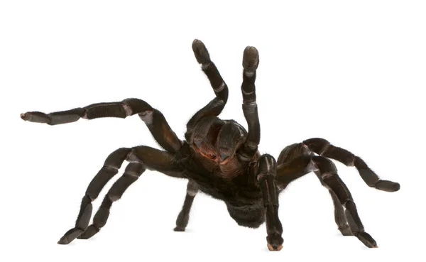 Haplopelma minax、白い背景の前で攻撃するタランチュラのクモ — ストック写真