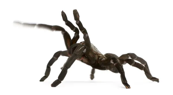 Tarantula spider attacking, Haplopelma Minax, in front of white background — Stock Photo, Image