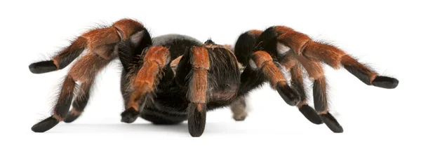 Tarantula örümceği, beyaz arka plan önünde brachypelma boehmei — Stok fotoğraf