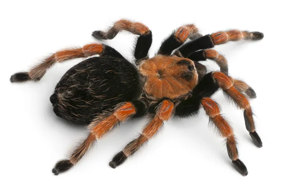 Tarantula spin, brachypelma boehmei, voor witte achtergrond — Stockfoto