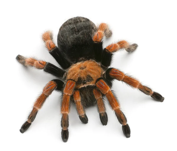 Tarantula örümceği, beyaz arka plan önünde brachypelma boehmei — Stok fotoğraf