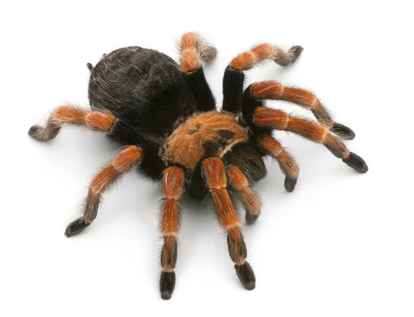 狼蛛蜘蛛，brachypelma boehmei，在白色背景前 — 图库照片