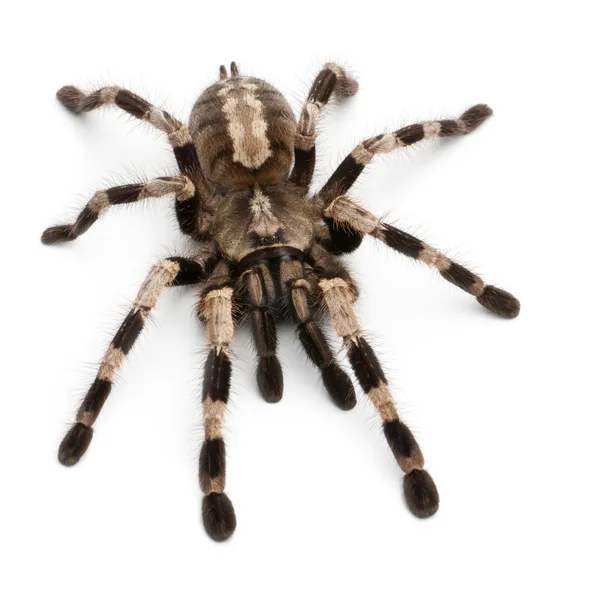 Tarântula aranha, Poecilotheria Fasciata, na frente do fundo branco — Fotografia de Stock