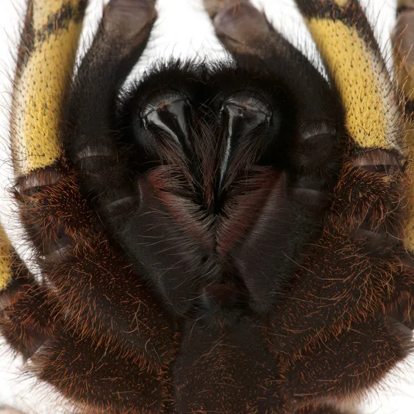 Tarantula spider, Poecilotheria Fasciata, fehér háttér előtt — Stock Fotó