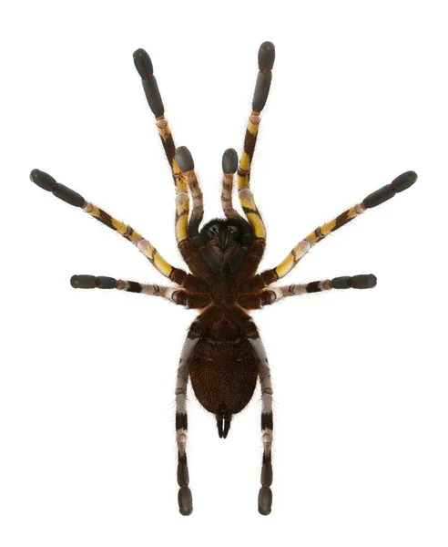 독 거미 거미, Poecilotheria Fasciata, 흰색 배경 앞 — 스톡 사진