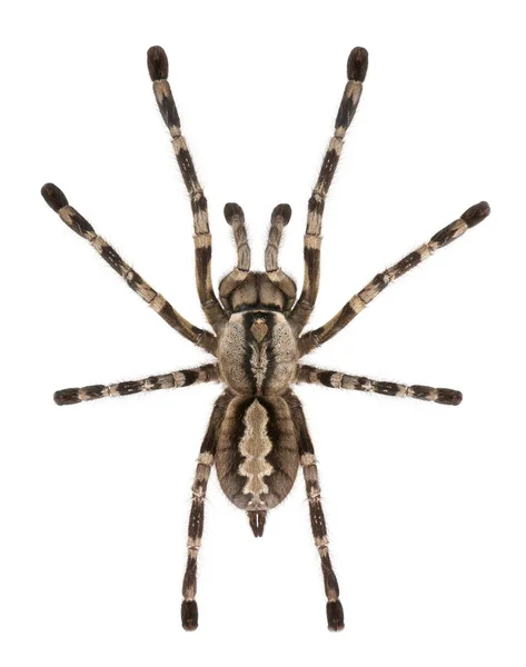 Tarántula de araña, Poecilotheria Fasciata, frente a fondo blanco — Foto de Stock
