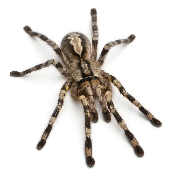 狼蛛蜘蛛，poecilotheria 条纹十二卷，在白色背景前 — 图库照片