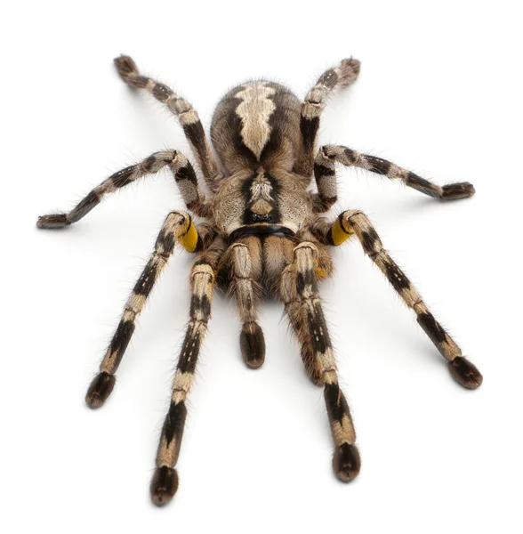 Tarântula aranha, Poecilotheria Fasciata, na frente do fundo branco — Fotografia de Stock