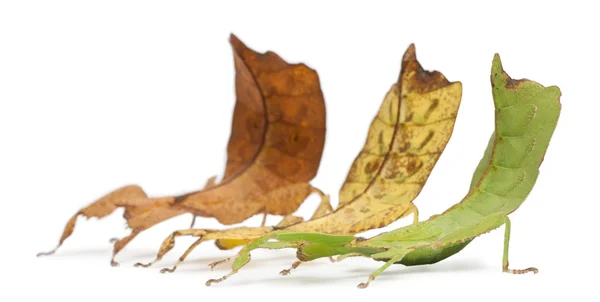 stock image Phyllium Westwoodii, three stick insects