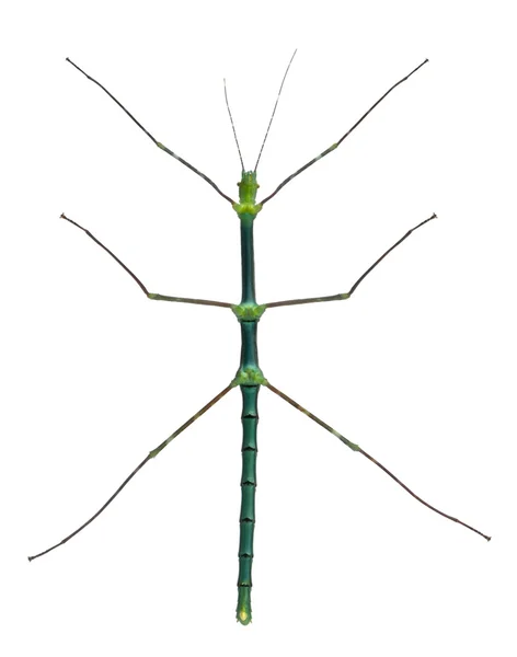 Myronides sp，棍子的昆虫，在白色背景前 — 图库照片
