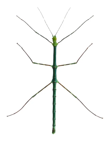 Myronides Sp, insecte bâton, devant fond blanc — Photo