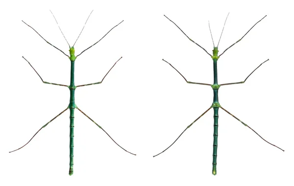 Myronides sp, stick insekter, framför vit bakgrund — Stockfoto