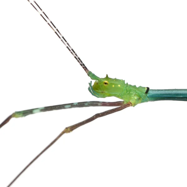 Close-up van myronides sp, stick insect, voor witte backgr — Stockfoto