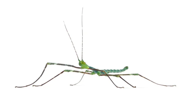 Myronides Sp, палка насекомое, перед белым фоном — стоковое фото