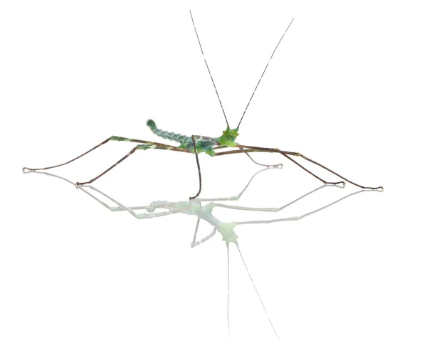 Myronides Sp, insetto bastone, davanti a sfondo bianco — Foto Stock